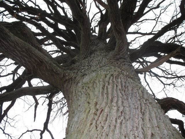 Reconnaissance des arbres 057